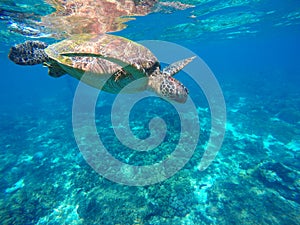 Diving sea turtle in blue water. Green sea tortoise close photo.