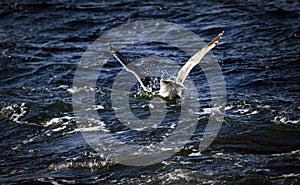 Diving seagull in sea