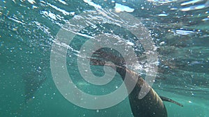 Diving with seals at Hout bay, Cape Town