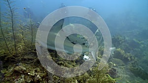 Diving with sharks underwater landscape Caribbean Sea.