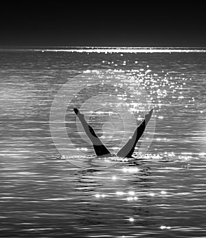 Diving silhouette at sunset