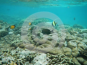 The diving on Socotra island, Indian ocean, Yemen