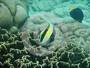 The diving on Socotra island, Indian ocean, Yemen