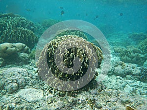 The diving on Socotra island, Indian ocean, Yemen