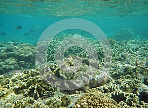 The diving on Socotra island, Indian ocean, Yemen