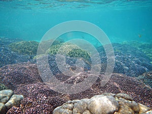 The diving on Socotra island, Indian ocean, Yemen