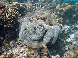 The diving on Socotra island, Indian ocean, Yemen