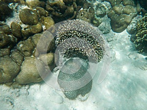 The diving on Socotra island, Indian ocean, Yemen