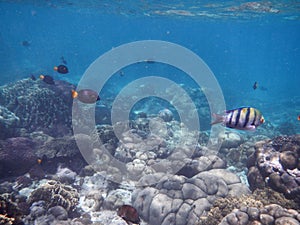 The diving on Socotra island, Indian ocean, Yemen