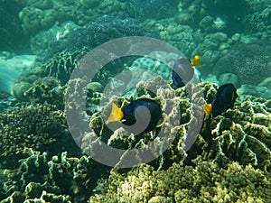 The diving on Socotra island, Indian ocean, Yemen