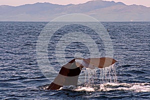 Diving Sperm Whale photo