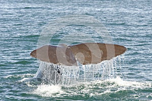 Diving sperm whale