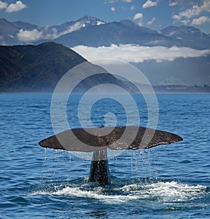 Diving Sperm whale near coastline of Kaikoura (New Zealand)