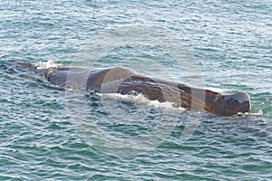 Diving Sperm Whale, New Zealand