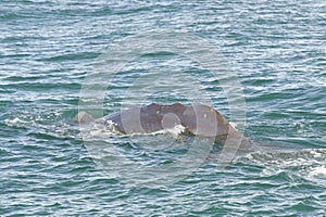 Diving Sperm Whale, New Zealand