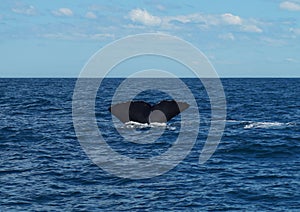 Diving Sperm whale`s tail