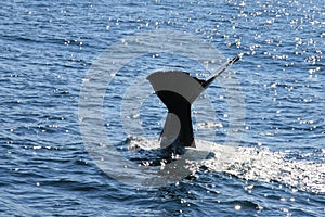 Diving spermwhale photo