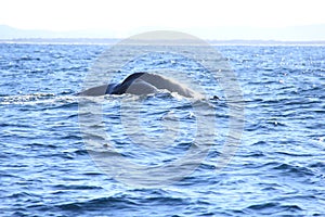 Diving Tail fins of Hump Back Whale Australia