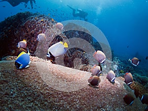 Diving Thailand