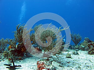 Diving in tropical seas