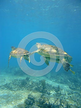 Diving with turtles