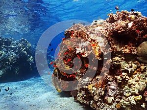 Diving in underwater coral reef world