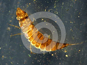 Diving water beetle larva in pond water in Connecticut.