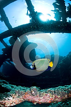 Diving, wreck in the Red Sea