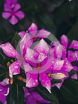 Divinity in the Flowers