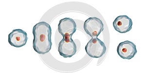 Division of a cell, mitosis concept