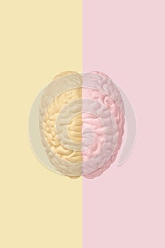 The division into the left and right hemispheres of the human brain, top view of the brain model photo