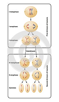 Division of meiosis. Meiosis is divided into meiosis I and meiosis II