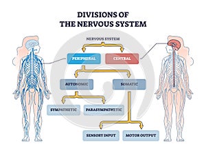 Divisions of peripheral and central nervous system anatomy outline diagram