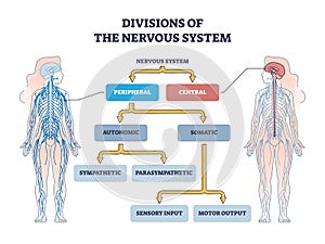 Divisions of peripheral and central nervous system anatomy outline diagram photo