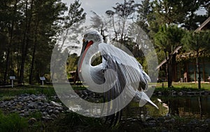 Divjake-Karavasta National Park in ALBANIA. Domesticated Wild Pelican Johny