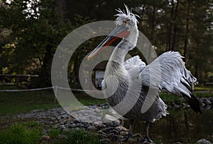 Divjake-Karavasta National Park in ALBANIA. Domesticated Wild Pelican Johny