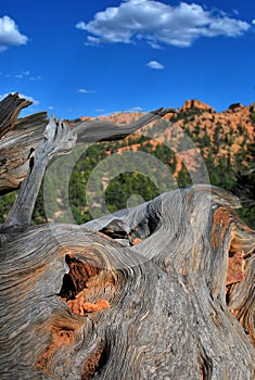 Dixie, national forest, arizona, usa