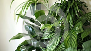 DIY Air-Purifying Plant Wall with Spathiphyllum and Chlorophytum