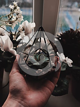 DIY florarium. Creative gift delivery service. Cropped shot of woman holding glass geometric vase with growing succulents. With