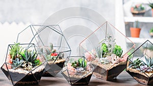 Diy florarium handmade natural gift succulents