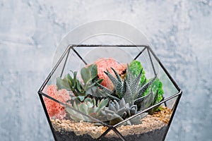 Diy florarium home gardening colorful plants vase