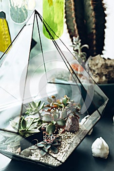 DIY florarium. Housewife business idea. planting and growing succulents at home