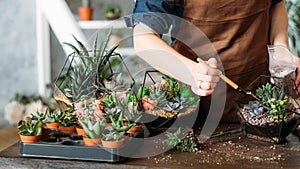 Diy florarium housewife business idea succulents