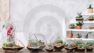 Diy florarium natural interior decor green plants