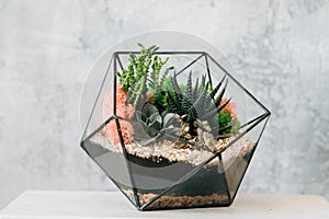 Diy florarium natural interior decor succulents