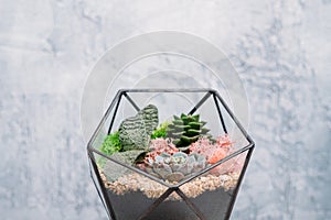 Diy florarium natural interior decor succulents