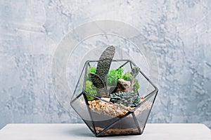 Diy florarium natural interior decor succulents