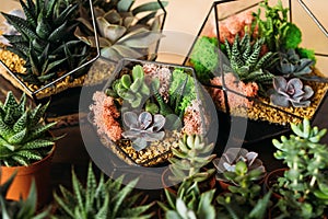 Diy florarium succulents pots geometric vases