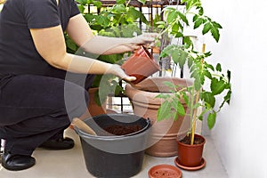 diy growing tomato plants 9