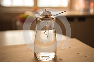 DIY idea grow your own avocado plant. A ditail, close up view of avocado seed with root, young sprout and leaves in the